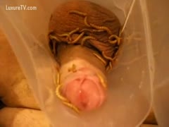 A strange guy catches his ramrod and then lets bugs crawl all over it.